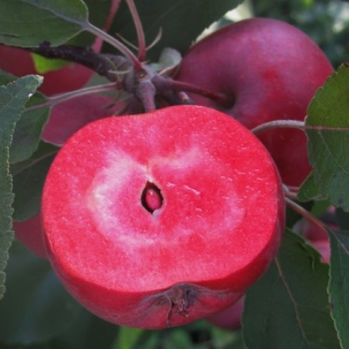 Ред Лав Эра