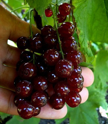 виксне